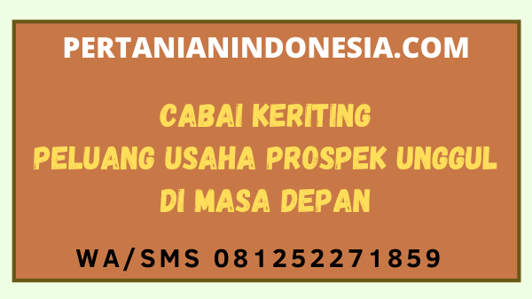 Cabai Keriting Peluang Usaha Prospek Unggul Di Masa Depan